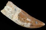 Serrated, Carcharodontosaurus Tooth - Morocco #73075-1